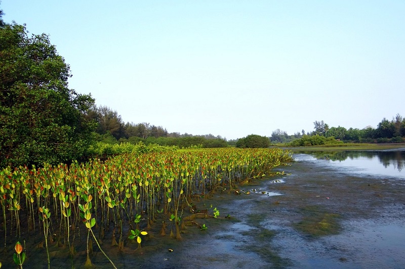 Keripik Buah Mangrove Ala Mahasiswa UGM Keripik Buah Mangrove Ala Mahasiswa UGM