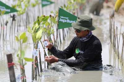 Donasi Telkomsel Poin Jadi 10.600 Mangrove Untuk Kurangi Emisi Karbon