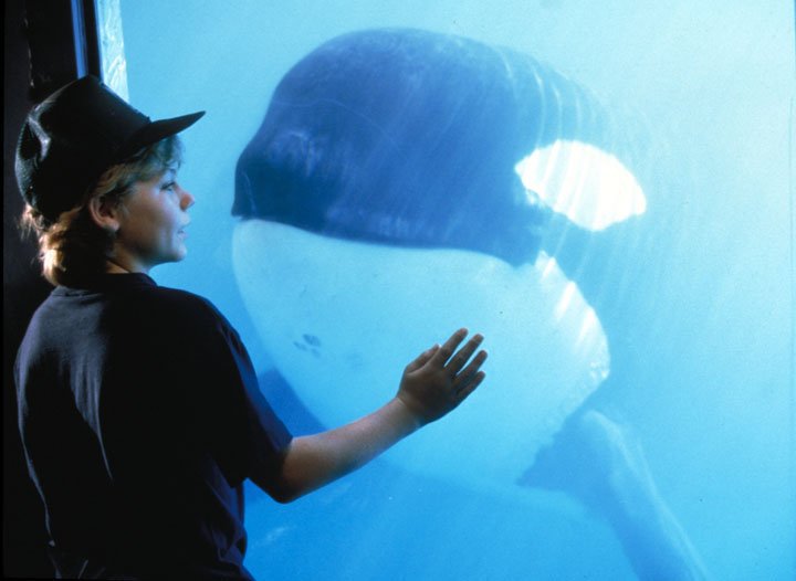 <i>Throwback Movie</i>: Mengenang 25 Tahun Film tentang Paus Pembunuh, ‘Free Willy’ <i>Throwback Movie</i>: Mengenang 25 Tahun Film tentang Paus Pembunuh, ‘Free Willy’