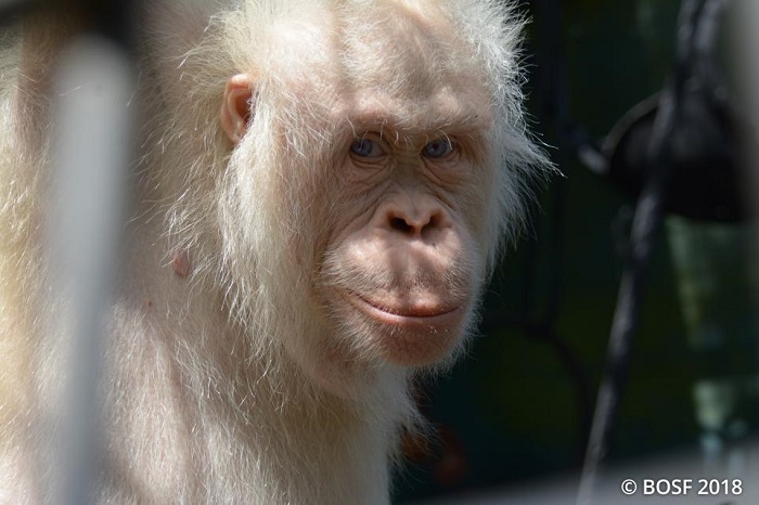 Perkenalkan Alba, Orangutan Kulit Putih Satu-satunya di Dunia Perkenalkan Alba, Orangutan Kulit Putih Satu-satunya di Dunia