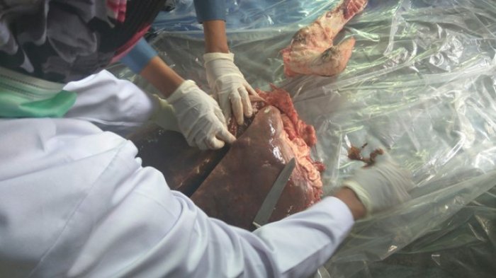 Nah Loh, Ditemukan Cacing Hati di Sapi Kurban Pemberian Jokowi Nah Loh, Ditemukan Cacing Hati di Sapi Kurban Pemberian Jokowi