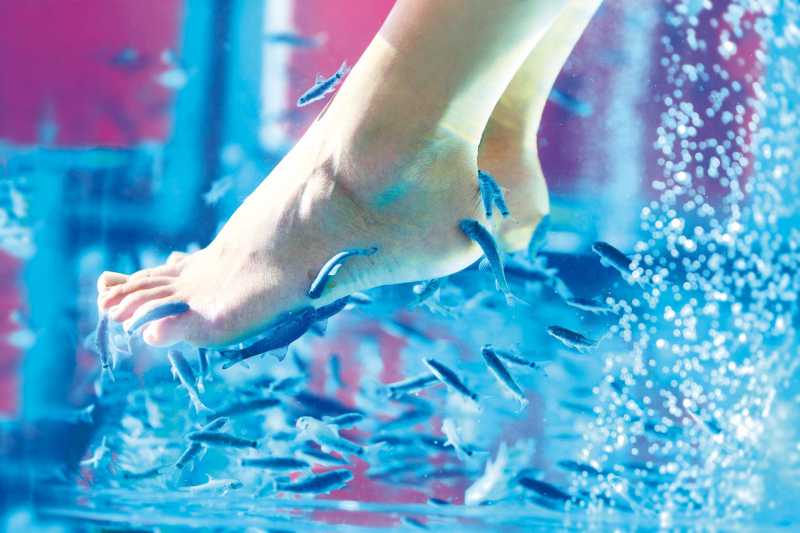 Saking Kakinya Bau, Ikan di Spa Mati Saking Kakinya Bau, Ikan di Spa Mati