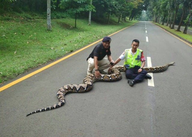 Hii..Muncul Ular Sanca Raksasa di Kampus UI