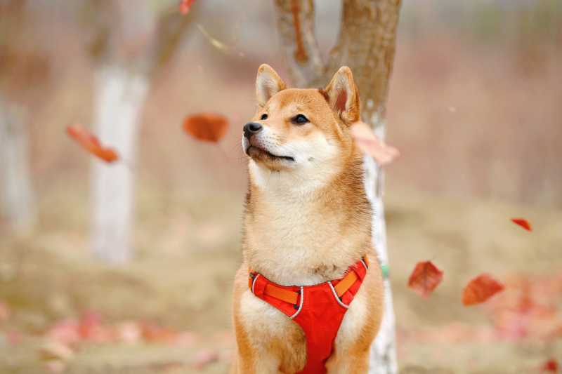 Koin Shiba Inu Viral di Indonesia Gara-gara Twit Elon Musk Koin Shiba Inu Viral di Indonesia Gara-gara Twit Elon Musk