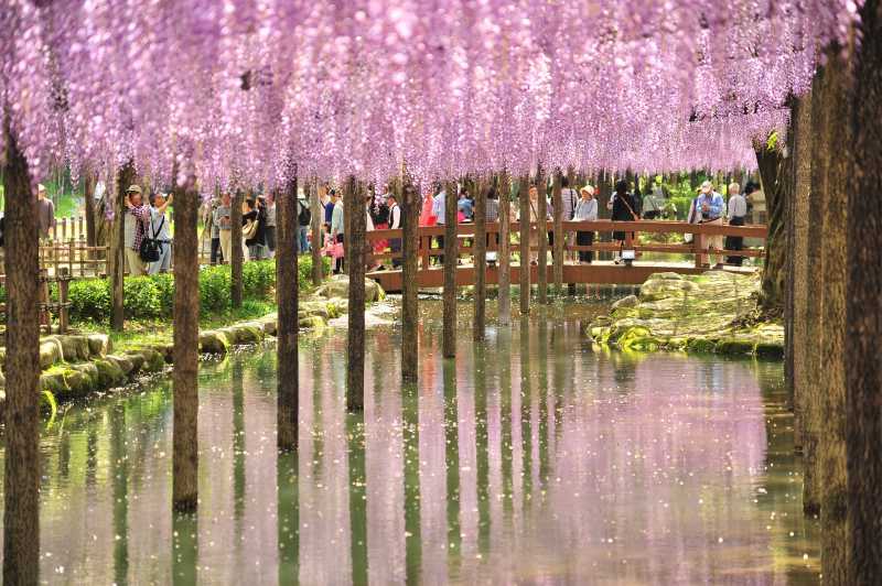 <i>Gak</i> Cuma Sakura, Bunga ini Juga Mempercantik Jepang