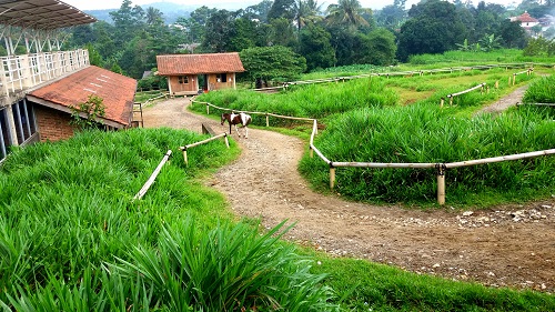 Serunya Agrowisata Kuntum Farm Field Bogor Uzone