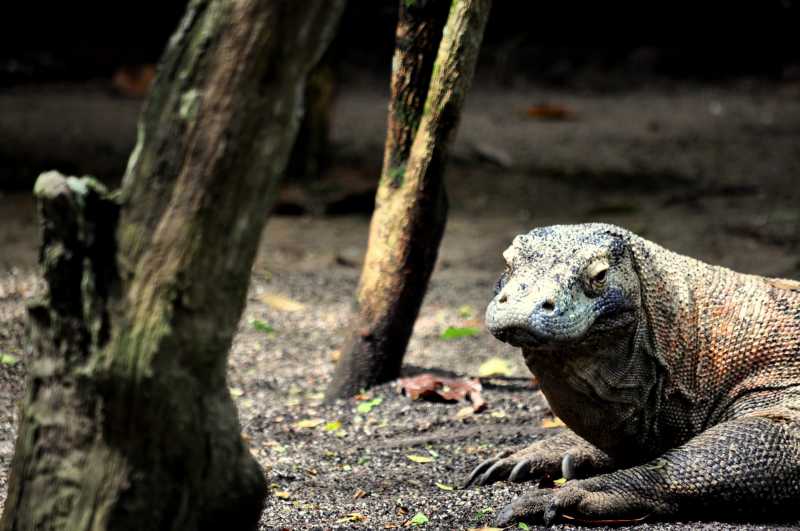 Penutupan Taman Nasional Komodo Baru Sebatas Wacana? Penutupan Taman Nasional Komodo Baru Sebatas Wacana?