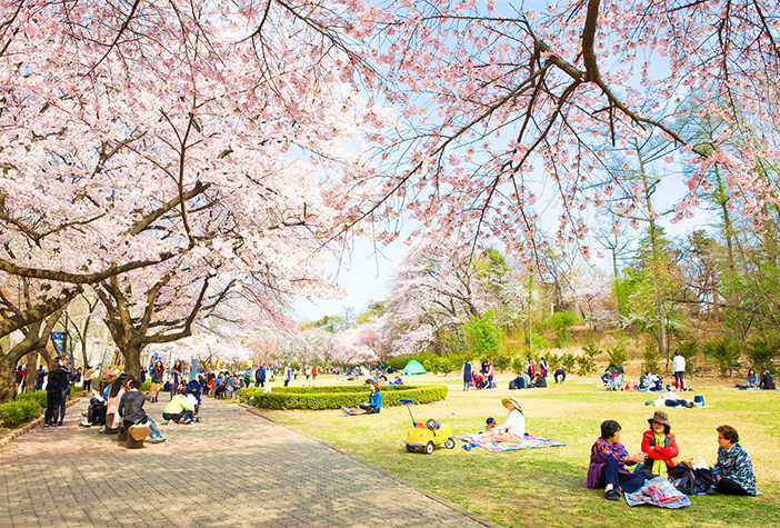 5 Lokasi Sempurna untuk Melihat Keindahan Bunga Musim Semi di Korea Selatan 5 Lokasi Sempurna untuk Melihat Keindahan Bunga Musim Semi di Korea Selatan
