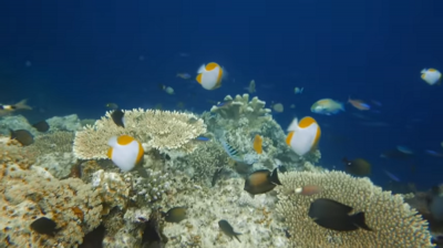 Pulau Maratua, Surga Tersembunyi di Kalimantan Timur