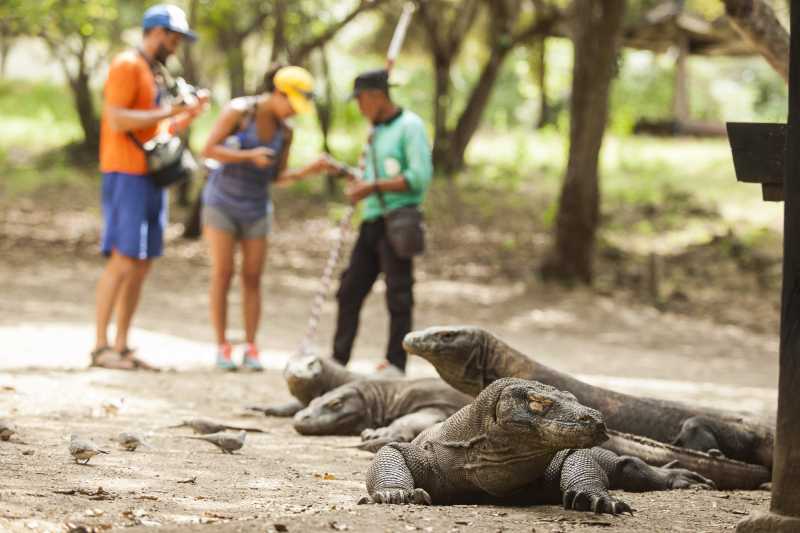 Tahun Depan Taman Komodo Ditutup Setahun, Karena Turis? Tahun Depan Taman Komodo Ditutup Setahun, Karena Turis?