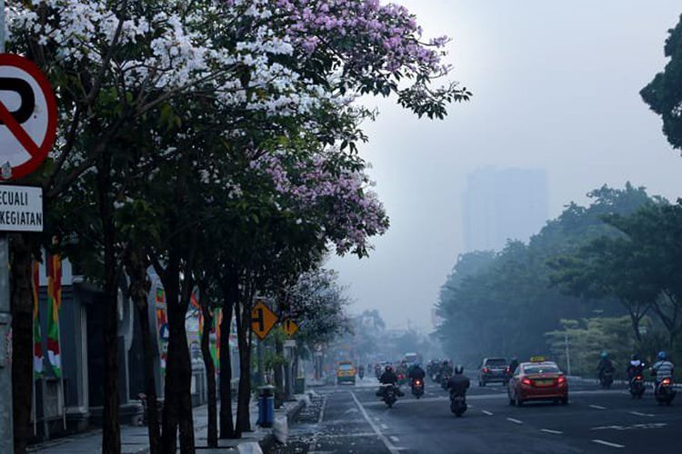 Serasa di Jepang, Ini Foto-Foto Bunga Tabebuya yang Mekar di Surabaya