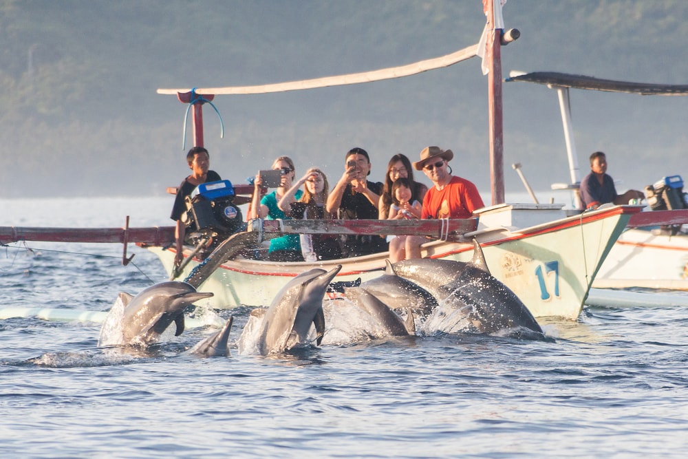 Melihat Atraksi Lumba-Lumba yang Mengesankan di Pantai Lovina