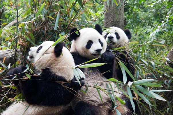 4 Tempat Menarik di China yang Layak Jadi Destinasi Liburan Kamu