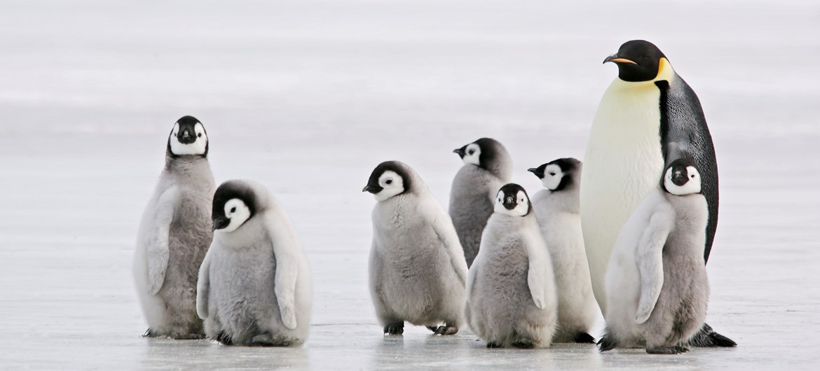Kebun Binatang China ‘Jebak’ Pengunjung dengan Penguin Palsu