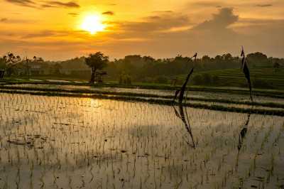 Meneropong Peluang Agritech Indonesia di 2021