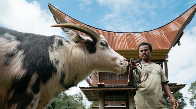 Kerbau adalah Barang Mahal di Tana Toraja