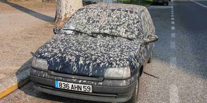 Kotoran Burung 'Jahat' pada Cat Mobil