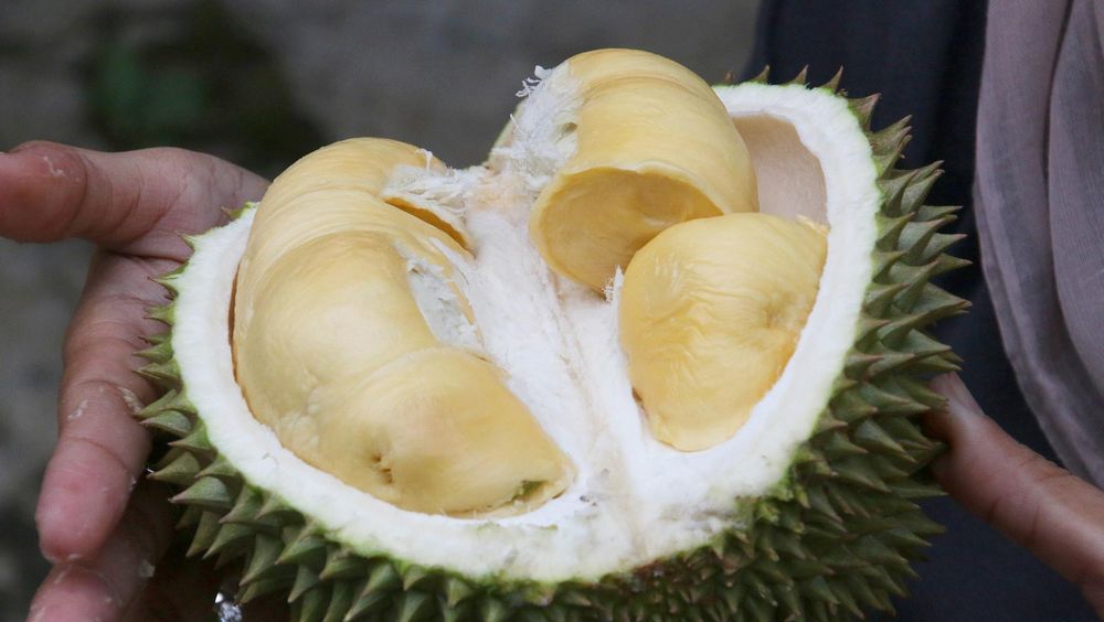 Bau Durian, Ratusan Orang di Australia Dievakuasi