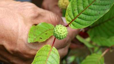 Kratom, Dilema Daun Ajaib dan Zat Berbahaya