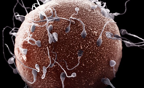 Inilah Ciri-ciri Sperma Sehat