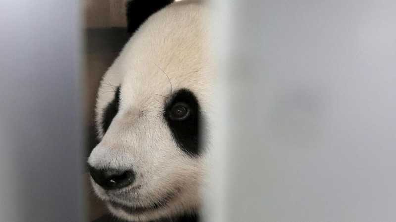 Panda Mati Mendadak di Thailand, China Curiga Panda Mati Mendadak di Thailand, China Curiga
