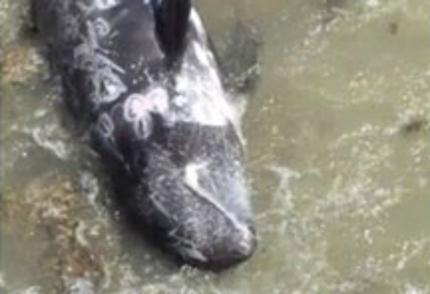  Syukur, Lumba-lumba Malang yang Terdampar Ini Dapat Diselamatkan 