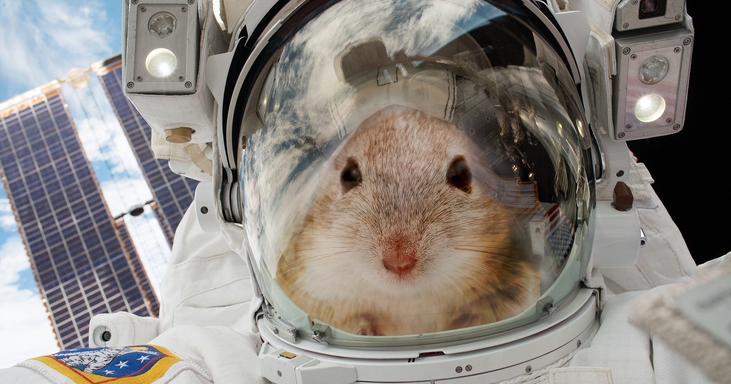 NASA Bawa 20 Tikus ke Luar Angkasa, Untuk Apa?