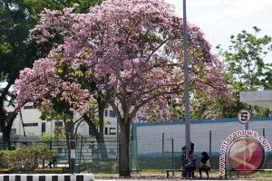 Bunga sakura mekar di kebun raya Cibodas Bunga sakura mekar di kebun raya Cibodas