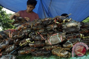 Ahli biologi Filipina temukan spesies baru kepiting air tawar Ahli biologi Filipina temukan spesies baru kepiting air tawar