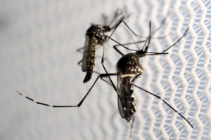 Ilmuwan akan uji kemampuan Zika bunuh sel kanker Ilmuwan akan uji kemampuan Zika bunuh sel kanker