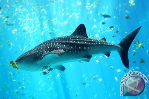 Wisatawan senang ada hiu paus di Gorontalo Wisatawan senang ada hiu paus di Gorontalo
