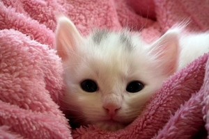 Hindari Kucing, 5 Mobil Tabrakan Beruntun
