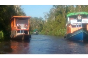 Wisata petualangan di Tanjung Puting Wisata petualangan di Tanjung Puting