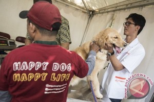 Terkena Liur Anjing Rabies di Daerah Tubuh yang Terbuka juga Bisa Menular