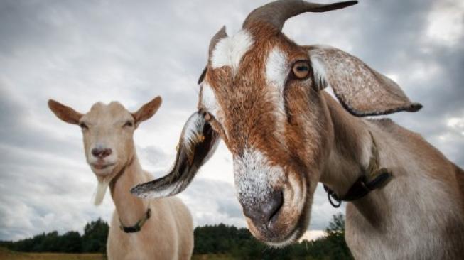 Studi : Kambing Ternyata Bisa Deteksi Orang Lagi Bahagia