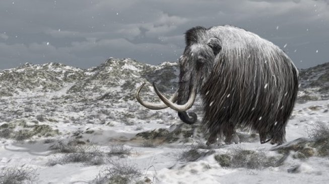 Punah Ribuan Tahun Silam, Sel-sel Mamut Dibangkitkan dari Kematian Punah Ribuan Tahun Silam, Sel-sel Mamut Dibangkitkan dari Kematian