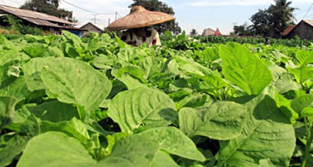 Manfaat Daun Bayam untuk Jantung, Simak Penelitiannya Manfaat Daun Bayam untuk Jantung, Simak Penelitiannya