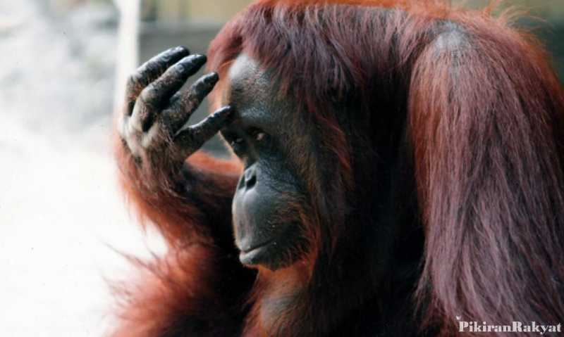Orangutan Tewas dengan 130 Peluru Bersarang di Tubuhnya Orangutan Tewas dengan 130 Peluru Bersarang di Tubuhnya