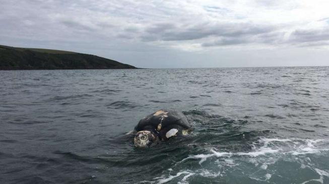 Miris, 3 Penyu Mati dengan Mulut Penuh Sampah di Pulau Pari Miris, 3 Penyu Mati dengan Mulut Penuh Sampah di Pulau Pari