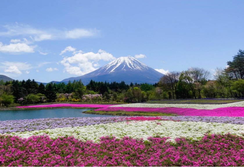  Cantiknya, Taman Bunga di Jepang Bikin Hati Ikut Berbunga-bunga 