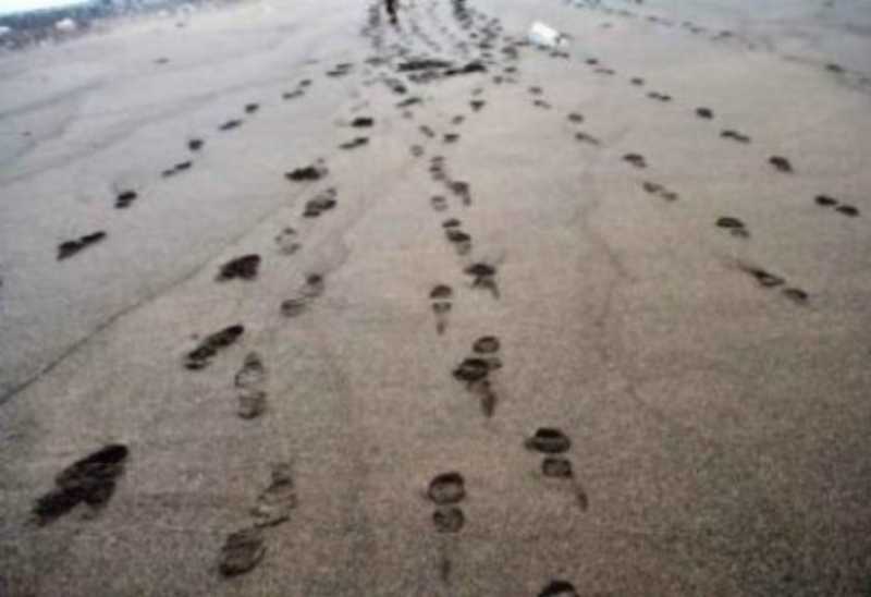 Ternyata Jejak Kaki Bisa Ungkap Kecepatan Makhluk Hidup Berjalan Ternyata Jejak Kaki Bisa Ungkap Kecepatan Makhluk Hidup Berjalan
