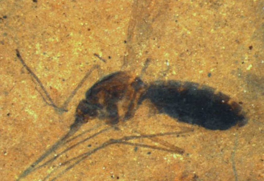  Terkuak, Nyamuk Sudah Hidup Sejak 46 Juta Tahun Lalu 