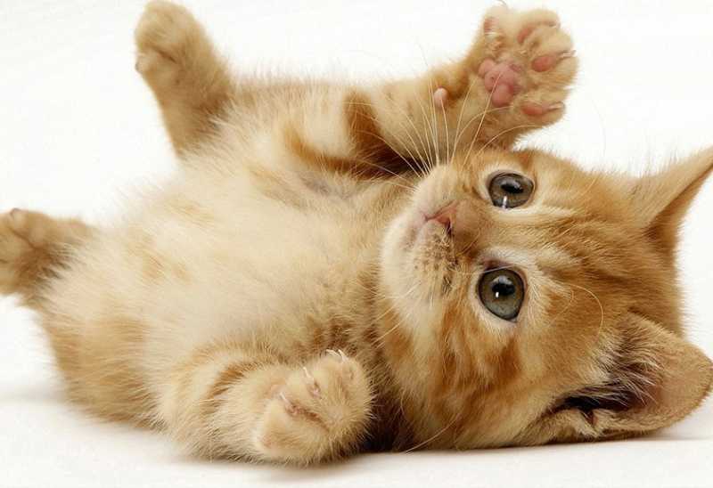 Astaga, Aroma Parfum IniWangi Leher Kucing Astaga, Aroma Parfum IniWangi Leher Kucing