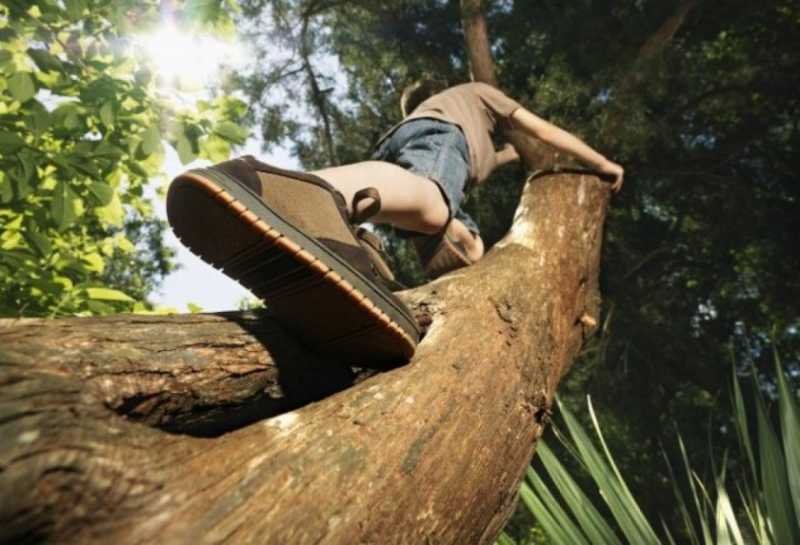 Ternyata Memanjat Pohon Dapat Meningkatkan Daya Ingat Ternyata Memanjat Pohon Dapat Meningkatkan Daya Ingat