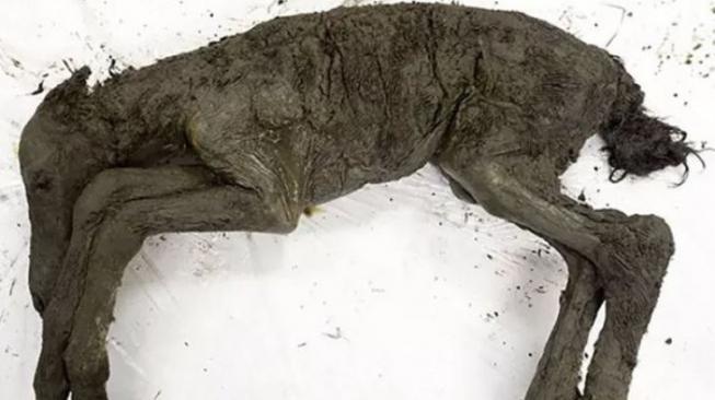 Akhirnya, Ilmuwan Ungkap Binatang Purba Misterius Ini Akhirnya, Ilmuwan Ungkap Binatang Purba Misterius Ini
