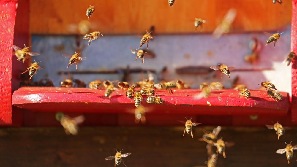 Seorang Ibu Abadikan Momen Kehamilan Bersama 20 Ribu Lebah