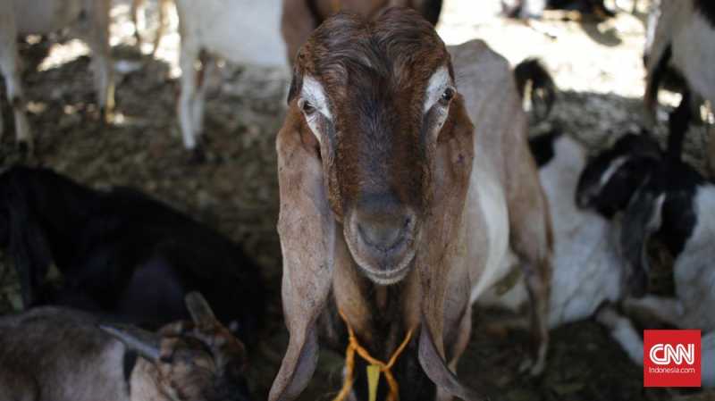 Penjelasan Ilmiah di Balik Bau Prengus Kambing Penjelasan Ilmiah di Balik Bau Prengus Kambing