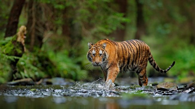 Harimau Sumatera Makan Hidup-hidup Satu Warga di Riau Harimau Sumatera Makan Hidup-hidup Satu Warga di Riau