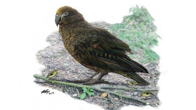 Disangka Punah, Ilmuwan Temukan Spesies Burung Nuri Setinggi 1 Meter