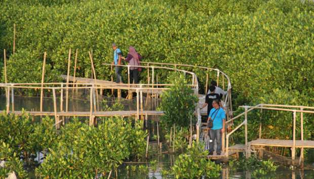 Wisata Mangrove Semarang Kian Diminati Wisata Mangrove Semarang Kian Diminati